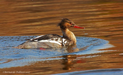 Red-breasted merganser