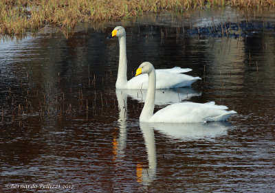 Whooper Swan (Cygnus cygnus)