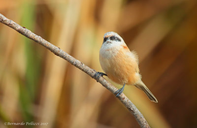 Penduline Tit (Remiz pendulinus)