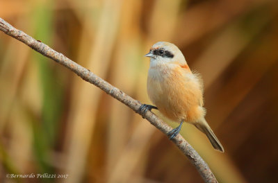 Penduline Tit (Remiz pendulinus)