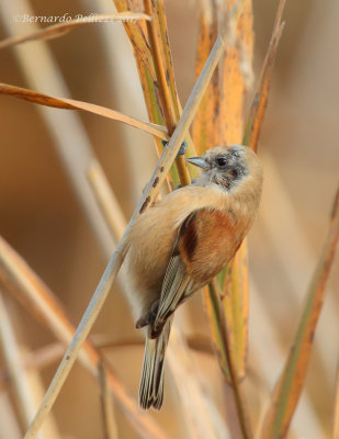 Penduline Tit (Remiz pendulinus)