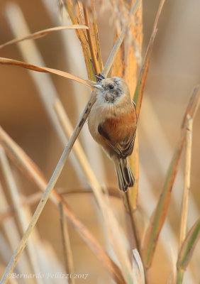 Penduline Tit (Remiz pendulinus)
