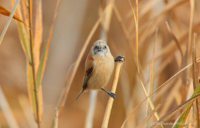 Penduline tit