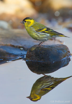 siskin (Spinus spinus)