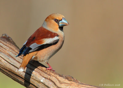 Hawfinch (Coccothraustes coccothraustes)