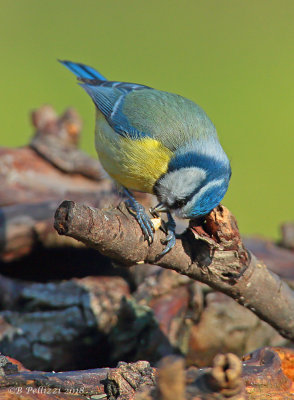  blue tit (Cyanistes caeruleus)