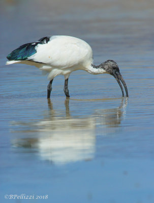 Sacred Ibis