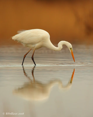 Great egret