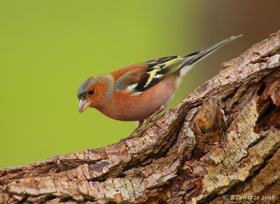 Common Chaffinch (Fringilla coelebs)