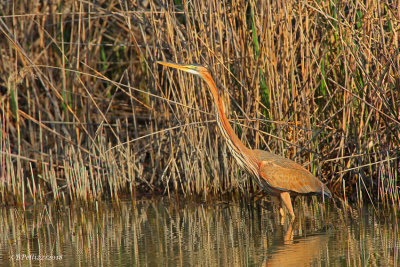 Purple heron (Ardea purpurea)