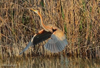 Purple heron (Ardea purpurea)