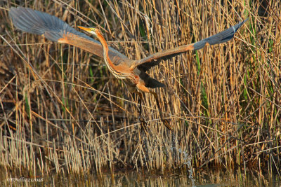 Purple heron (Ardea purpurea)