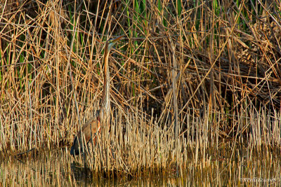 Purple heron (Ardea purpurea)