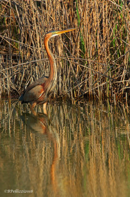 Purple heron