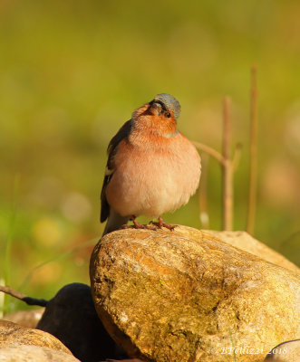 Common Chaffinch (Fringilla coelebs)