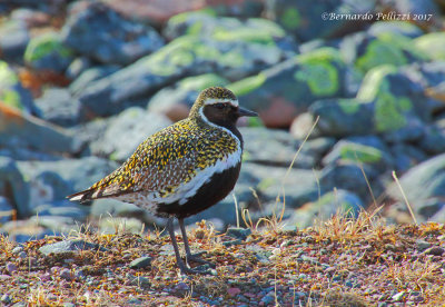 Golden Plover (Pluvialis fulva)