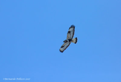 Rough-legged buzzard (Buteo lagopus)