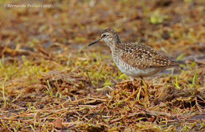 Wood sandpiper (Tringa glareola)