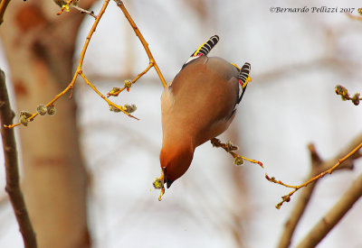 Bohemian waxwing (Bombycilla garrulus)