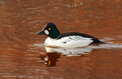 Common Goldeneye (Bucephala clangula)