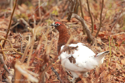 Willow grouse (Lagopus lagopus)