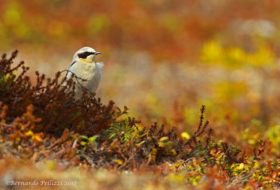 Northern Wheatear (Oenanthe oenanthe)