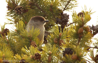 Siberian Jay (Perisoreus infaustus)