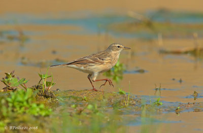Water pipit (Anthus spinoletta)