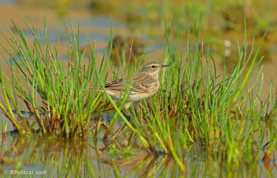 Water pipit (Anthus spinoletta)