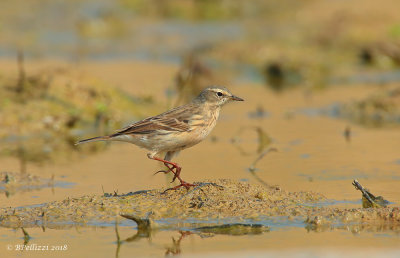 Water pipit (Anthus spinoletta)