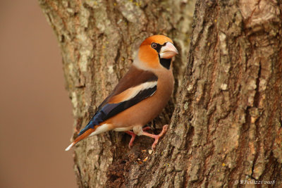 Hawfinch (Coccothraustes coccothraustes)