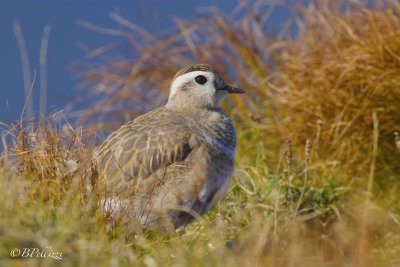 Dotterel (Charadrius morinellus)