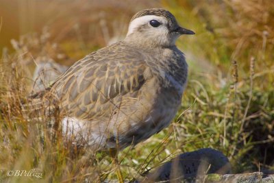 Dotterel (Charadrius morinellus)