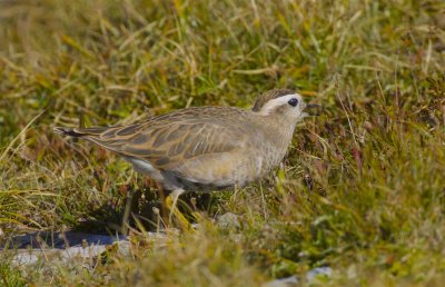 Dotterel (Charadrius morinellus)