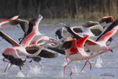 Greater Flamingo (Phoenicopterus ruber)