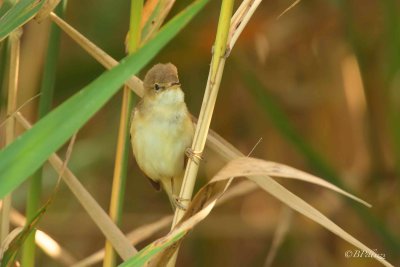 Reed warbler (Acrocephalus scirpaceus)