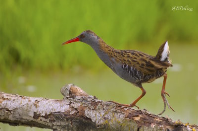 Water rail (Rallus aquaticus)