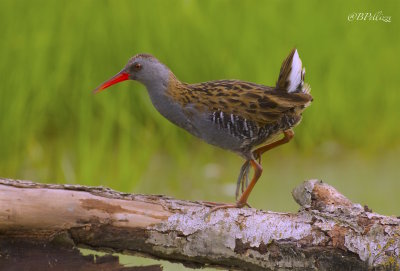 Water rail (Rallus aquaticus)