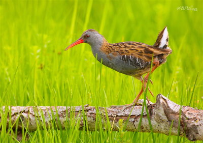 Water rail (Rallus aquaticus)