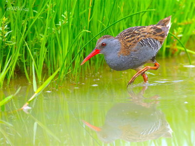 Water rail (Rallus aquaticus)