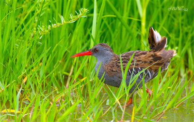 Water rail (Rallus aquaticus)