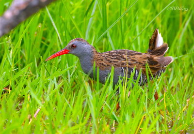 Water rail