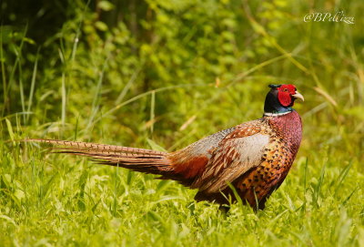 common pheasant (Phasianus colchicus)