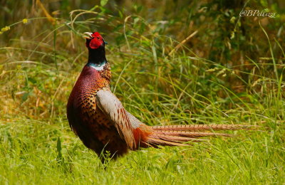 common pheasant (Phasianus colchicus)