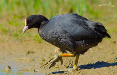 Eurasian coot (Fulica atra)