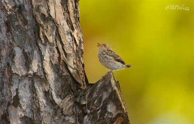 Spotted flycather (Muscicapa striata tyrrhenica)