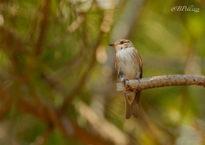 Spotted flycather (Muscicapa striata tyrrhenica)