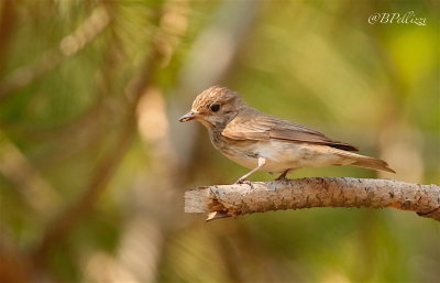 Spotted flycather (Muscicapa striata tyrrhenica)