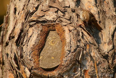 Short-toed tree creeper