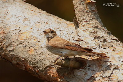 Spotted flycather (Muscicapa striata tyrrhenica)
